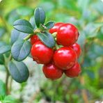 Murat Tohumculuk Cranberry Tohumu (Turna Yemişi) Tohumu 5 Adet Tohum
