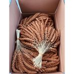 Murtcu Kızıl Dal Darı Protein Deposu Organik Kuş Yemi 1 Kg