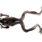 Mutant 3599 Killer Frog 6cm 3lü Silikon Kurbağa Suni Yem - B03