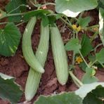 Mutlu 100 gr Hita Acur Tohumu