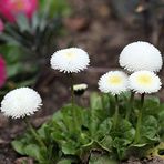 Mutlu Paket Bellis Perennis Beyaz Ponpon İngiliz Çayır Papatyası Çiçeği Tohumu(100 tohum)