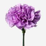 Mutlu Paket Chabaud Violet Katmerli Karanfil Çiçeği Tohumu (70 adet)