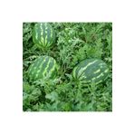 Mutlu Paket Crimson Karpuz 10 gr Tohum
