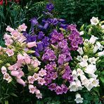 Mutlu Paket Cup & Saucer Campanula Karışık Çan Çiçeği Tohumu (100 Tohum)