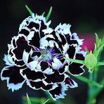 Mutlu Paket Dianthus Heddewigii Black White Karanfil Çiçeği Tohumu (100 adet)