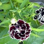 Mutlu Paket Dianthus Heddewigii Gaiety Karanfil Çiçeği Tohumu (100 adet)