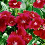 Mutlu Paket Dianthus Heddewigii Red Karanfil Çiçeği Tohumu (100 adet)