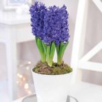 Mutlu Paket Hyacinthus Blue Pearl Sümbül Soğanı 3'lü