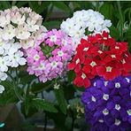 Mutlu Paket Karışık Renkli Yer Minesi (Verbena) Çiçeği Tohumu (100 tohum)