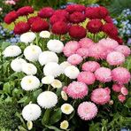 Mutlu Paket Katmerli Bellis Perennis Ponpon İngiliz Çayır Papatyası Çiçeği Tohumu(100 tohum)