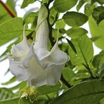 Mutlu Paket Katmerli Beyaz Brugmansia Meleklerin Borazanı Çiçeği Tohumu (5 tohum)