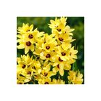Mutlu Paket Kuraklığa ve Dona Dayanıklı Mısır Zambağı Gelin Soğanı Çiçeği Yellow Emperor Ixia Çiçeği Soğanı (10