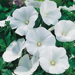 Mutlu Paket Lavatera Trimestris Regis Pure White Pamuk Çiçeği Tohumu(50 tohum)