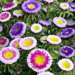 Mutlu Paket Pompon Hinomaru Karışık Renkli Aster Çiçeği Tohumu (50 tohum)