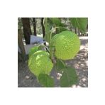 Mutlu Paket Tüplü Ender Tür Yalancı Portakal Ağacı (Maclura Pomifera) Fidanı