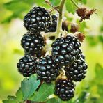 Mutlu Paket Tüplü Erkenci Yüksek Verimli Boysenberry Böğürtlen Fidanı