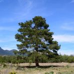 Mutlu Paket Tüplü (Pinus Brutia) Kızıl Çam Fidanı