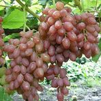 Mutlu Paket Tüplü Siirt Yüksek Aromalı Tayfi Üzüm Fidanı
