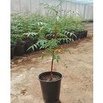 Mutlu Paket Tüplü Ucb 1 Antep Fıstığı Anacı Fidanı