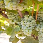Mutlu Paket Tüplü Verimli Sauvignon Blanc Üzüm Fidanı