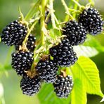 Mutlu Paket Tüplü Yüksek Verimli Aromalı Arapaho Böğürtlen Fidanı