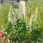 Mutlu Paket White Lupin Beyaz Acı Bakla Çiçeği Tohumu (30 Tohum)