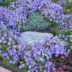 MutluPaket Dark Blue Isabella Campanula Çan Çiçeği 100 tohum - 100 Adet
