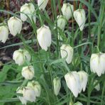 Mutlupaket Fritillaria Alba White Ters Lale Soğanı (1 Adet)