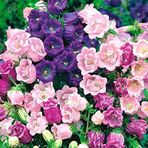 MutluPaket Katmerli Campanula Karışık Çan Çiçeği Tohumu (100 tohum)
