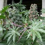 Mutlupaket Kırmızı Kene Castor Bean Çiçeği 5 Tohum