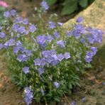 MutluPaket Light Blue Campanula Çan Çiçeği 100 tohum - 100 Adet
