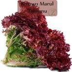 Mutlupaket Red Kıvırcık Marul 90 Tohum