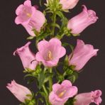 MutluPaket Rose Pink Isabella Campanula Çan Çiçeği 100 tohum - 100 Adet