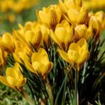 Mutlupaket Sarı Renkli Dorothy Yellow Çiğdem Soğanı (5 Adet)