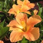 MutluPaket Tropaeolum Single Apricot Latin Çiçeği 10 tohum - 10 Adet