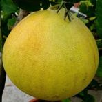 Mutlupaket Tüplü Aşılı Ağaç Kavunu Şadok Pomelo Fidanı