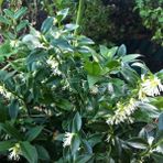 Mutlupaket Tüplü Kışın Çiçek Açan Nadir Parfüm Kutusu Sarcococca Fidanı