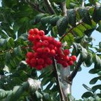 Mutlupaket Tüplü Kuş Üvezi (Sorbus Aucuparia L.) Fidanı