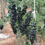 MutluPaket Tüplü Meyve Verme Yaşında Siyah Goji Berry Fidanı