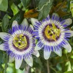 Mutlupaket Tüplü Nadir Mavi Çiçek Açan Edulis Passiflora Çarkıfelek Fidanı