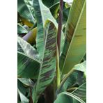 Muz Tohumu (Musa Browns Red)