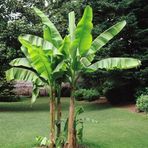Muz Tohumu (Musa İcecream Banana)