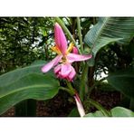Muz Tohumu (Musa Ornata)