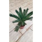 My Çiçekçim Cycas Revoluta (Yalancı Palmiye) 50-60 cm Ev,ofis,salon Bitkisi