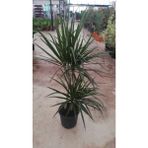 My Çiçekçim Dracaena Marginata Bitkisi 2 Köklü 100 - 110 cm Ev Ofis saln Bitkisi