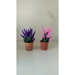 My Çiçekçim Kadife Kaplama Sukulent Renkli Sukulent Ikili Mor ve Pembe 5.5 cm Saksıda Ev,ofis,salon Bitkisi