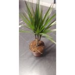 My Çiçekçim Marginata Dracaena Tek Gövde 40 cm Ev Bitkisi Salon Ofis Bitkisi