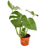 My Çiçekçim Monstera Deliciosa - Deve Tabanı - Ev Ofis Salon İç Mekan Bitkisi 40 - 60 cm 19'luk Saksı