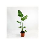 My Çiçekçim Starliçe Tekli 80 - 100 cm Ev Ofis Salon Bitkisi