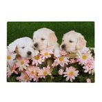 My Daily Yetişkinler için 500 Parça Yapboz - Golden Retriever Yavru Köpek Çiçekleri